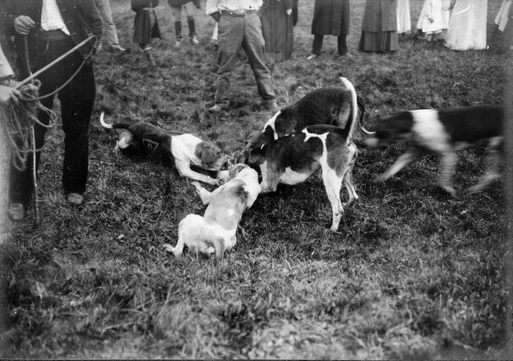 Photographie extraite d'un album de 56 photographies : équipages Chantilly et Par Monts et Vallons. La curée, Eugène de Rozycki, 4e quart 19e siècle, 1er quart 20e siècle
