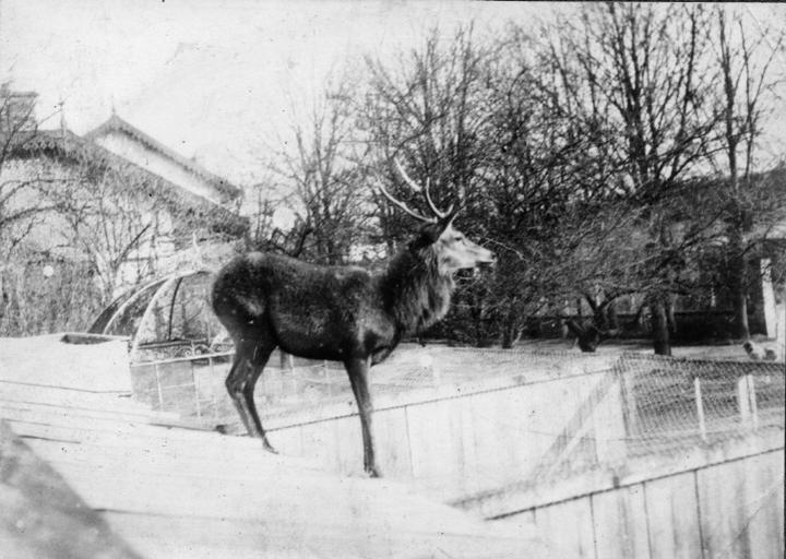 Photographie extraite d'un album de 56 photographies : équipages Chantilly et Par Monts et Vallons. Cerf, Eugène de Rozycki, 4e quart 19e siècle, 1er quart 20e siècle