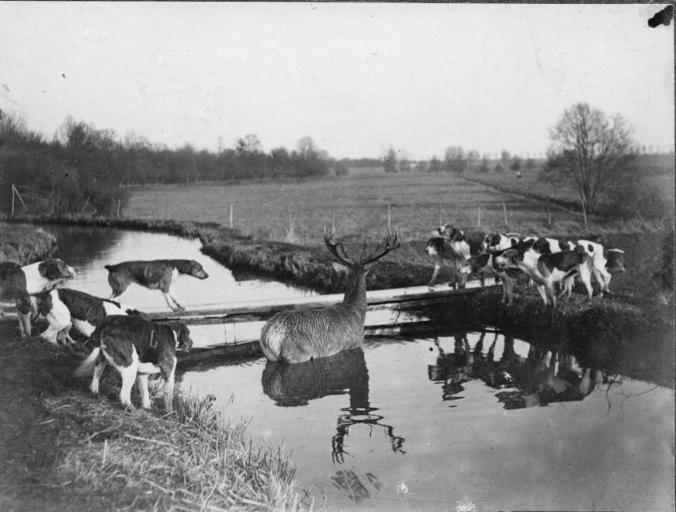 Photographie extraite d'un album de 56 photographies : équipages Chantilly et Par Monts et Vallons. Bat l'eau_0