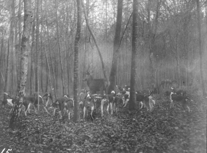 Photographie extraite d'un album de 56 photographies : équipages Chantilly et Par Monts et Vallons. Hallali, Eugène de Rozycki, 4e quart 19e siècle, 1er quart 20e siècle