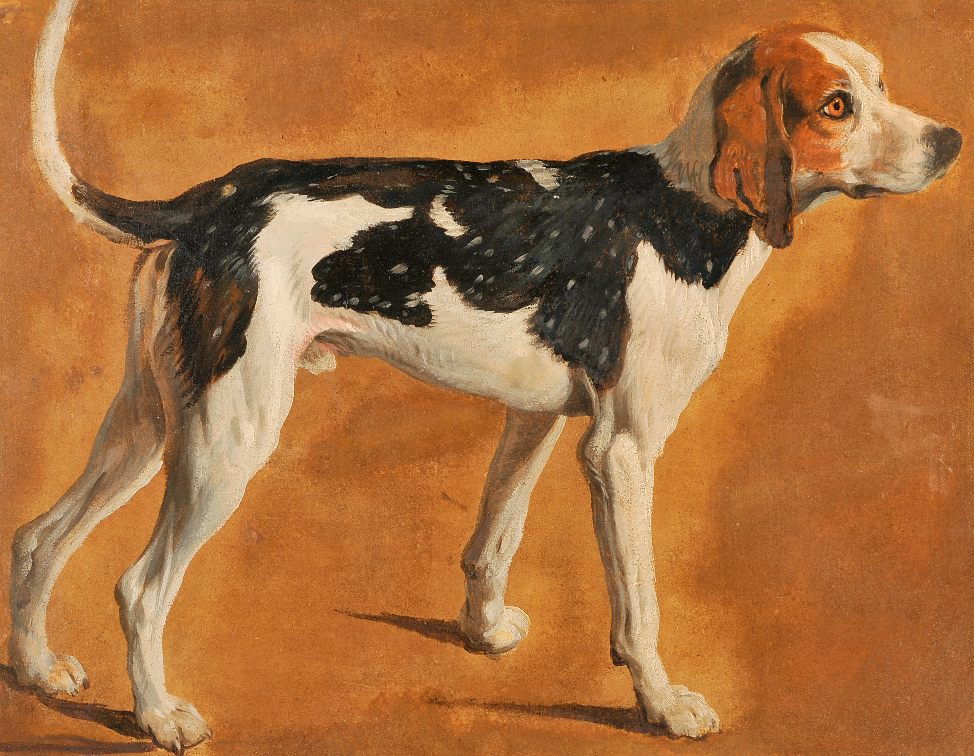 Chien de la meute du Grand Dauphin, François Desportes, 1702 vers