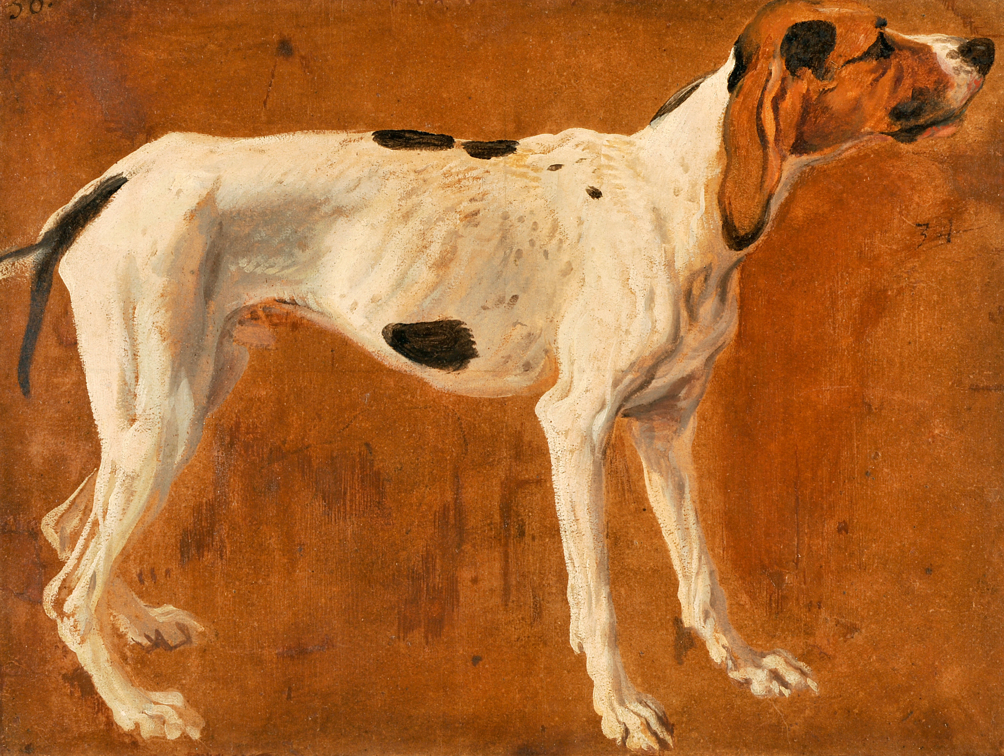 Chien de la meute du Grand Dauphin, François Desportes, 1702 vers