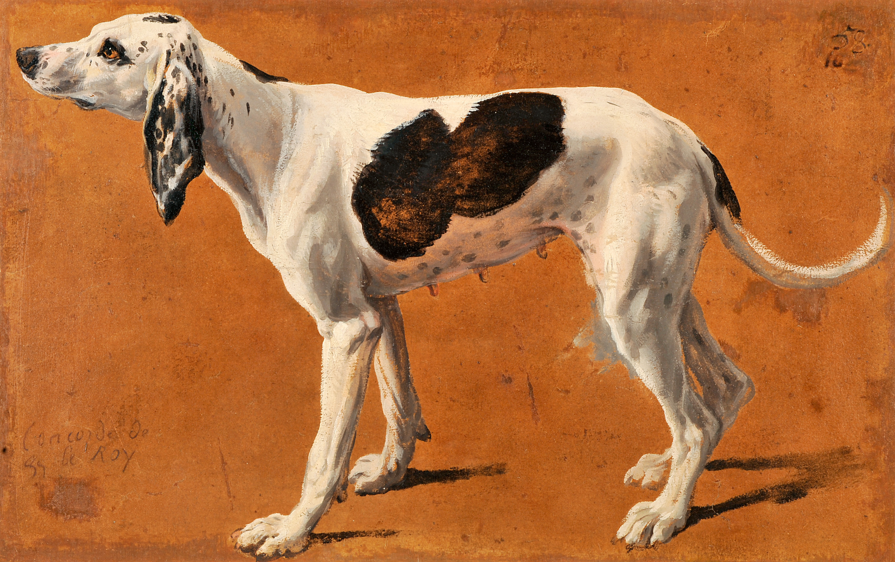 Concorde, chienne de la meute de Louis XIV, François Desportes, 1700 vers,1702 vers