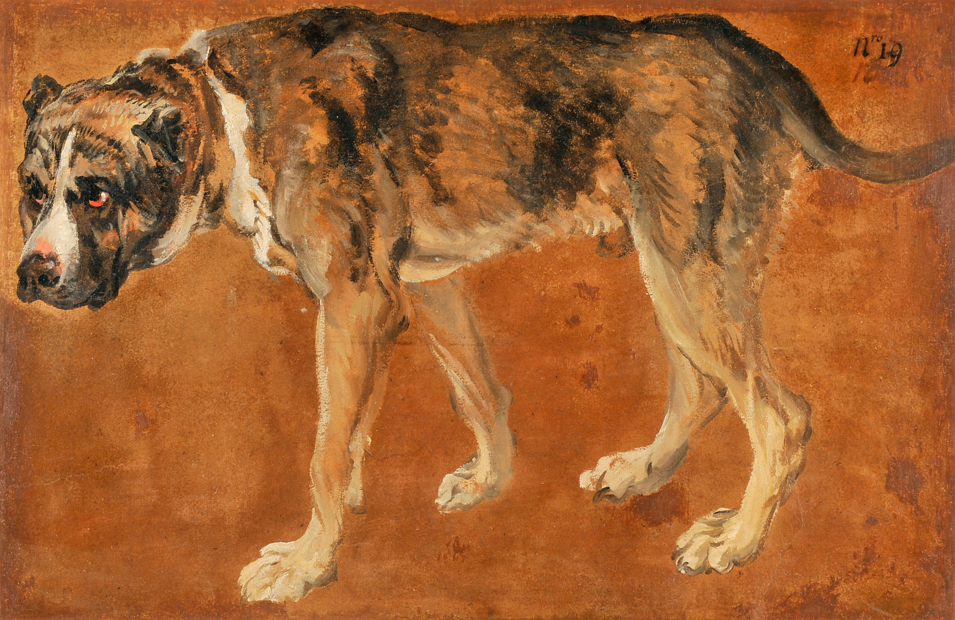 Molosse de profil, François Desportes, 1692-1700