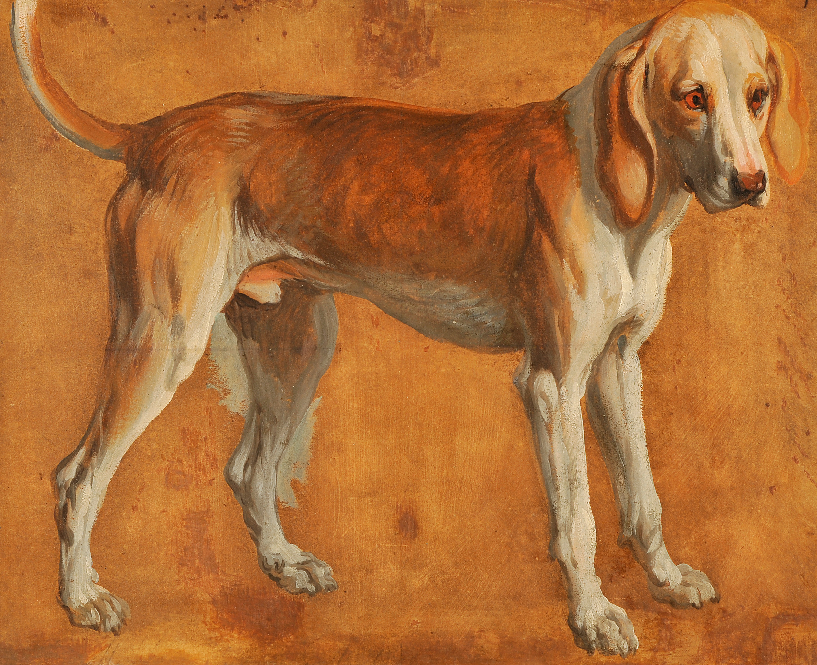 Chien de la meute de Louis XIV, François Desportes, 1702 vers