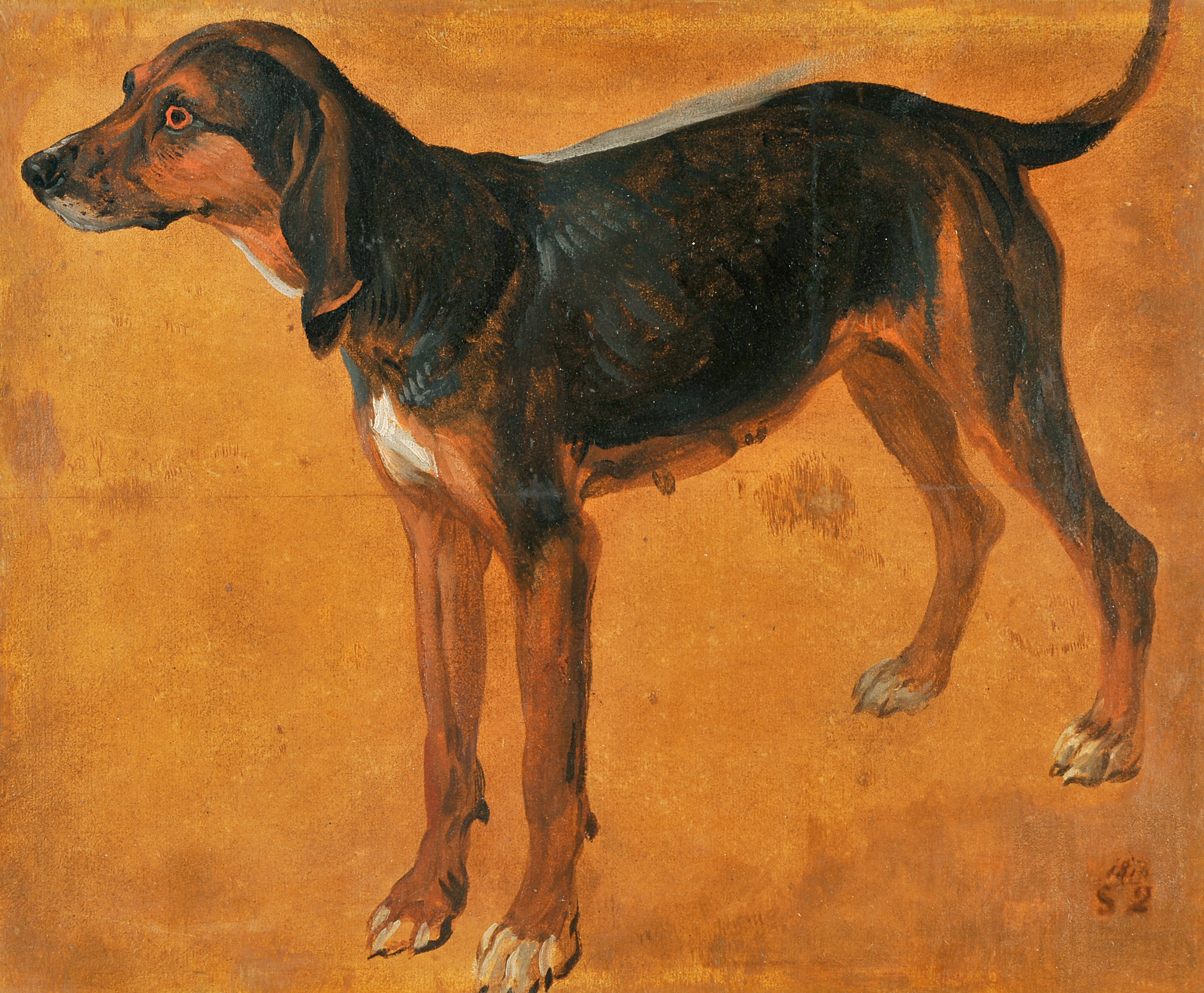 Rougeaude, chienne de la meute de Louis XIV, François Desportes, 1725 avant