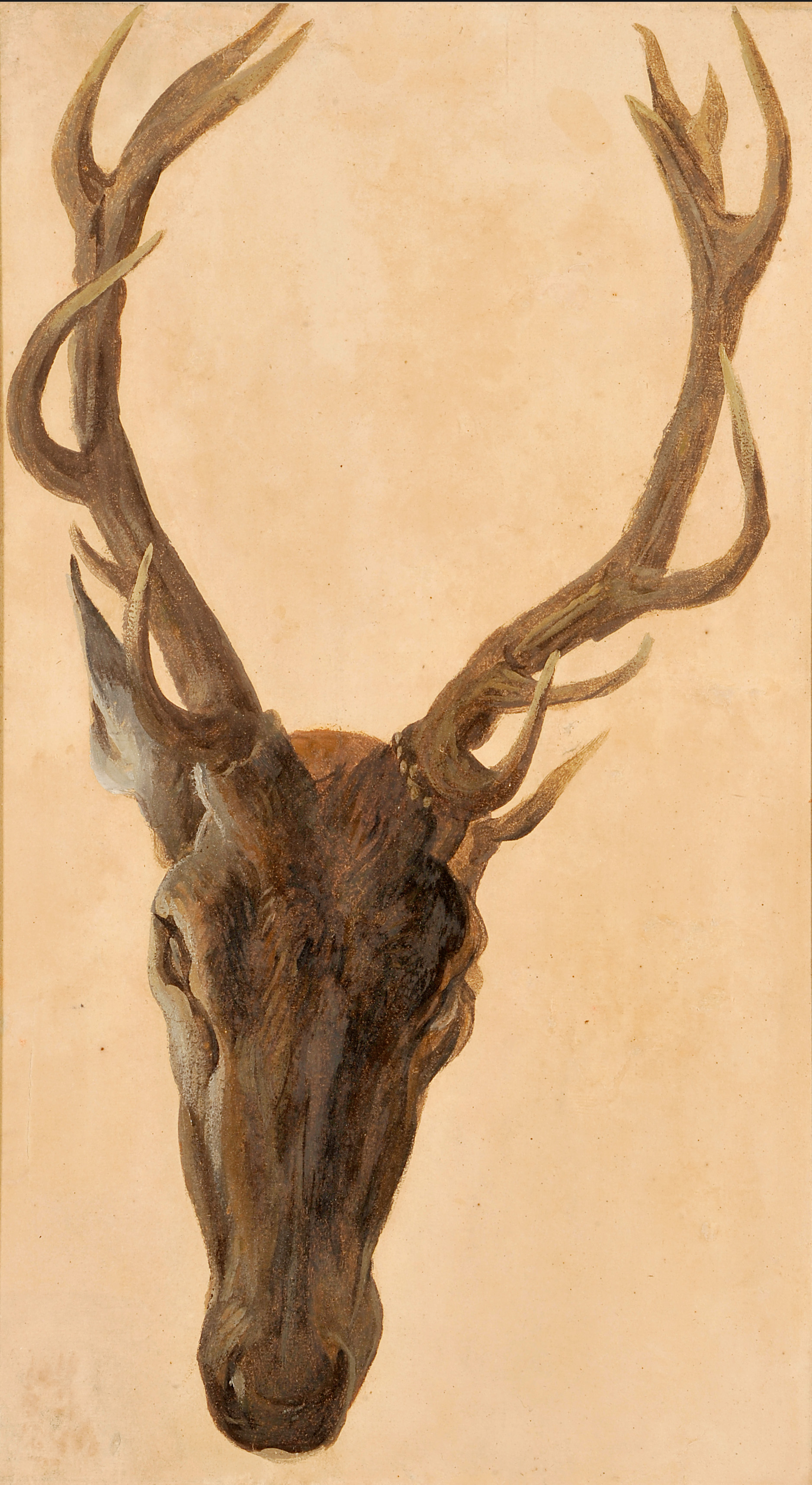 Tête de cerf, François Desportes, 1725 avant