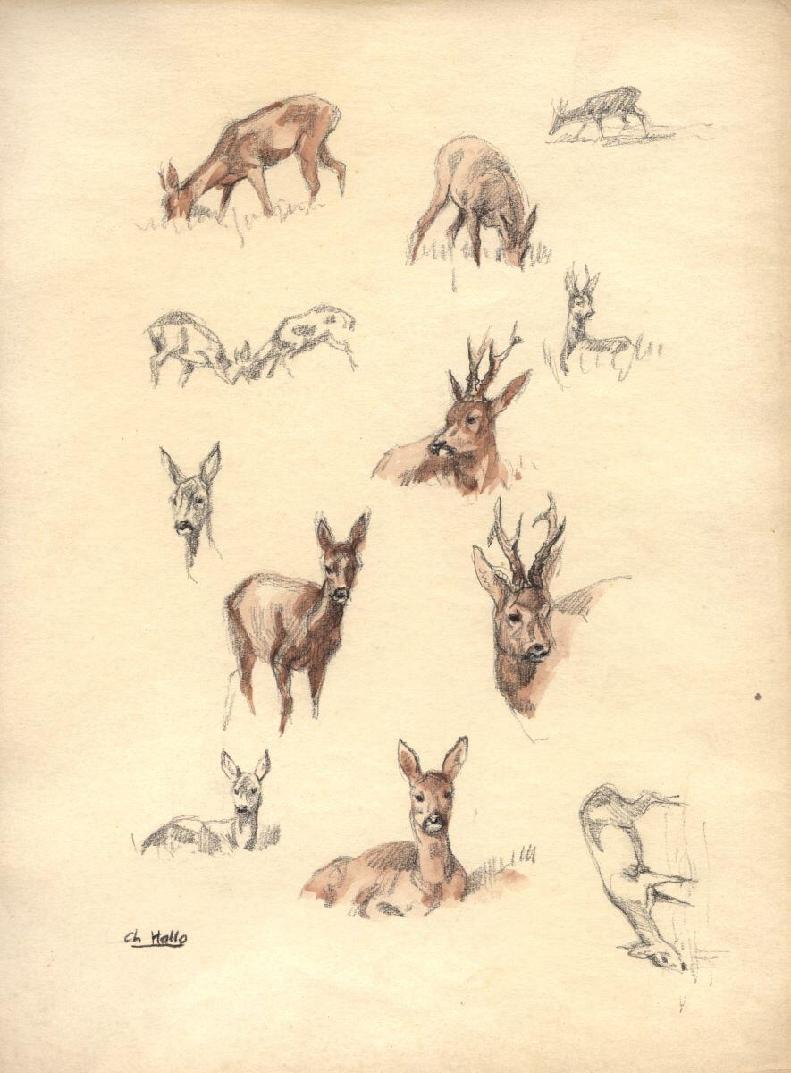 Étude de brocards et de chevrettes, Charles-Jean Hallo