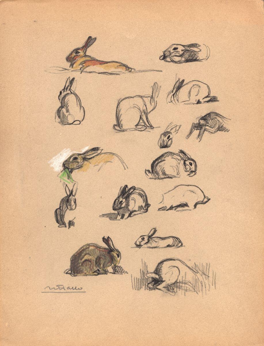 Études de lapins, Charles-Jean Hallo