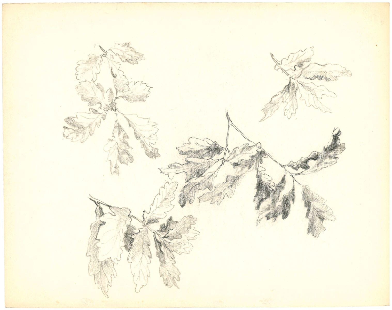 Étude de feuilles de chêne, Charles-Jean Hallo