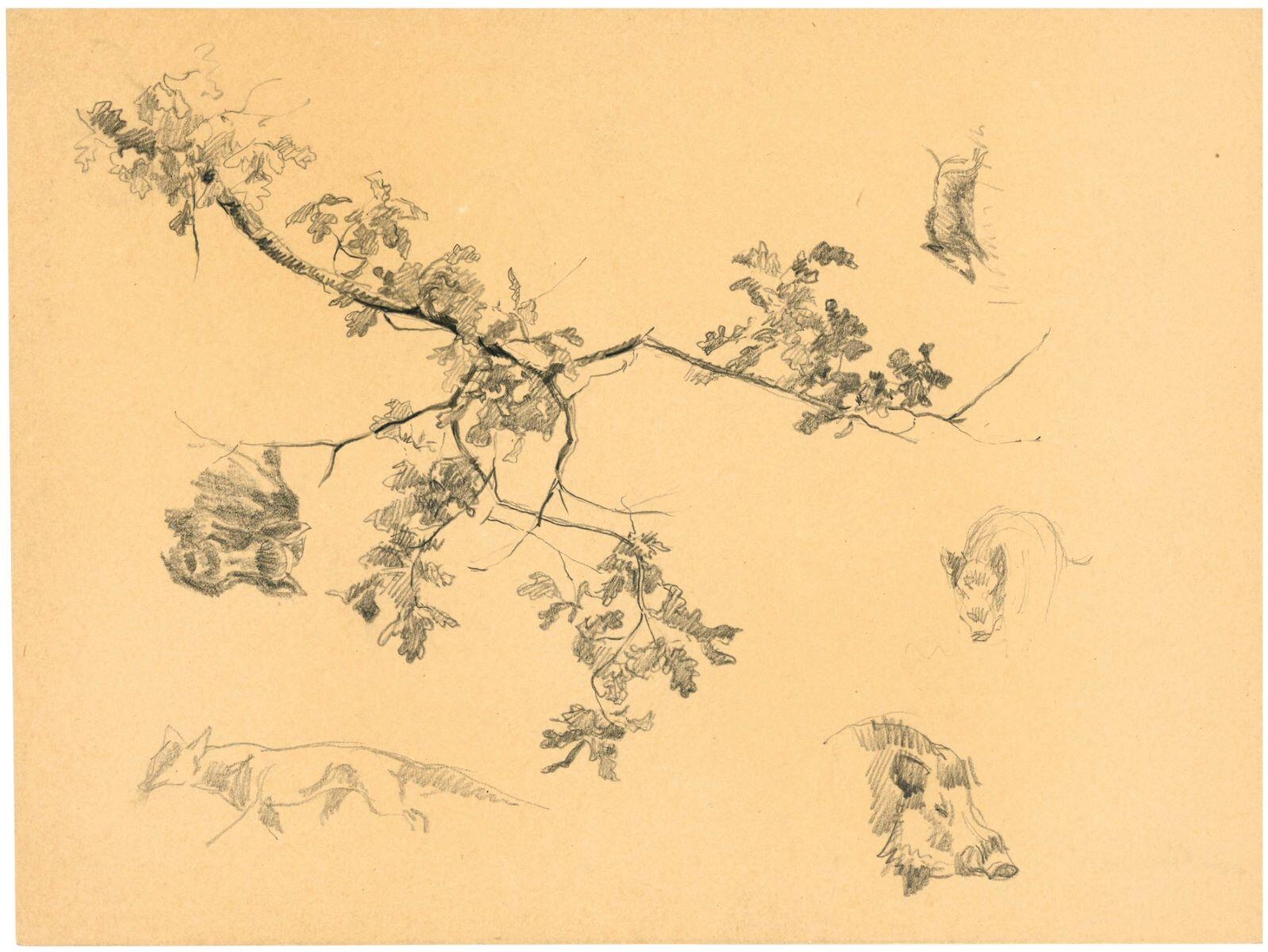 Étude de branche, de renard et de sanglier_0