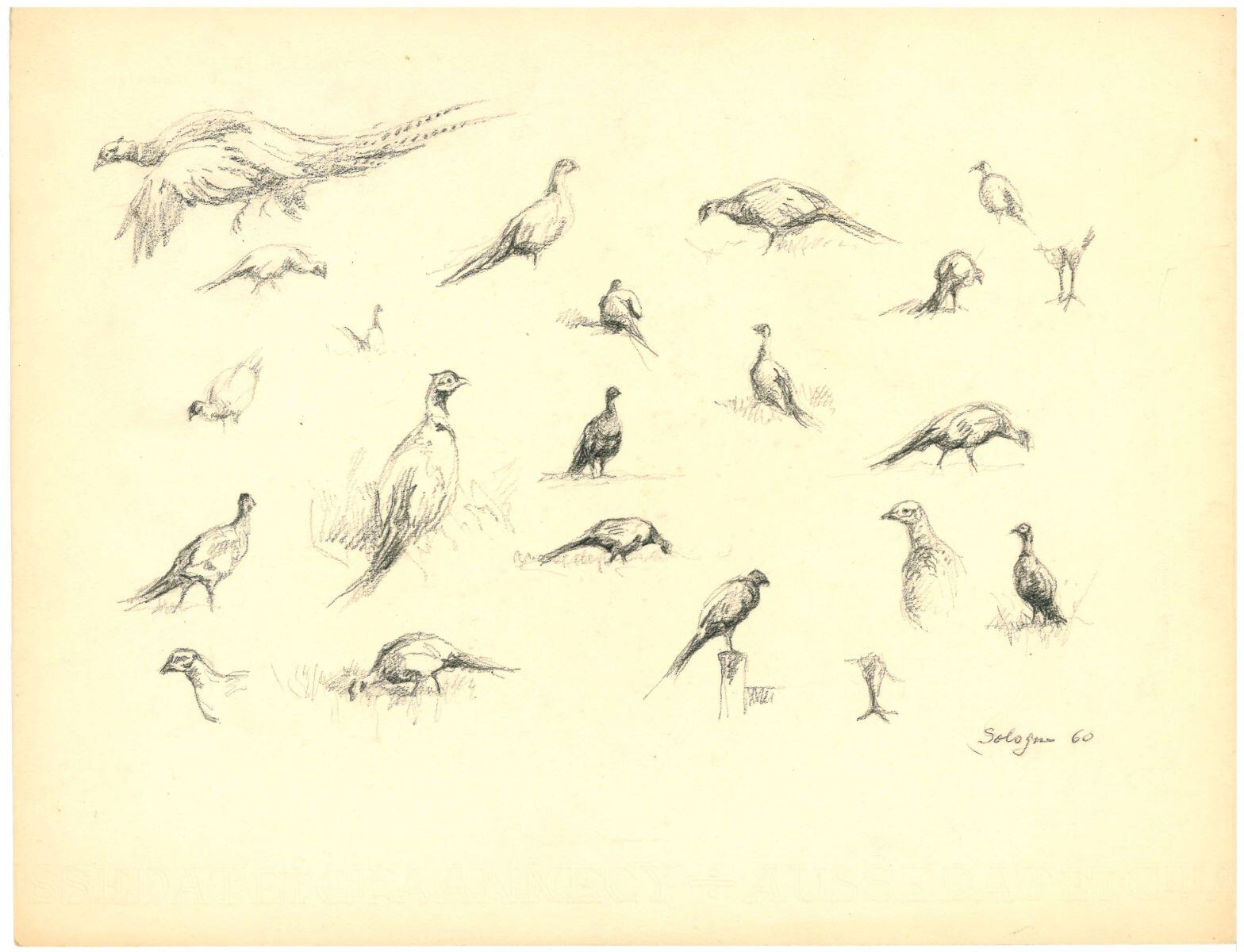 Étude de faisans (Sologne), Charles-Jean Hallo, 1960