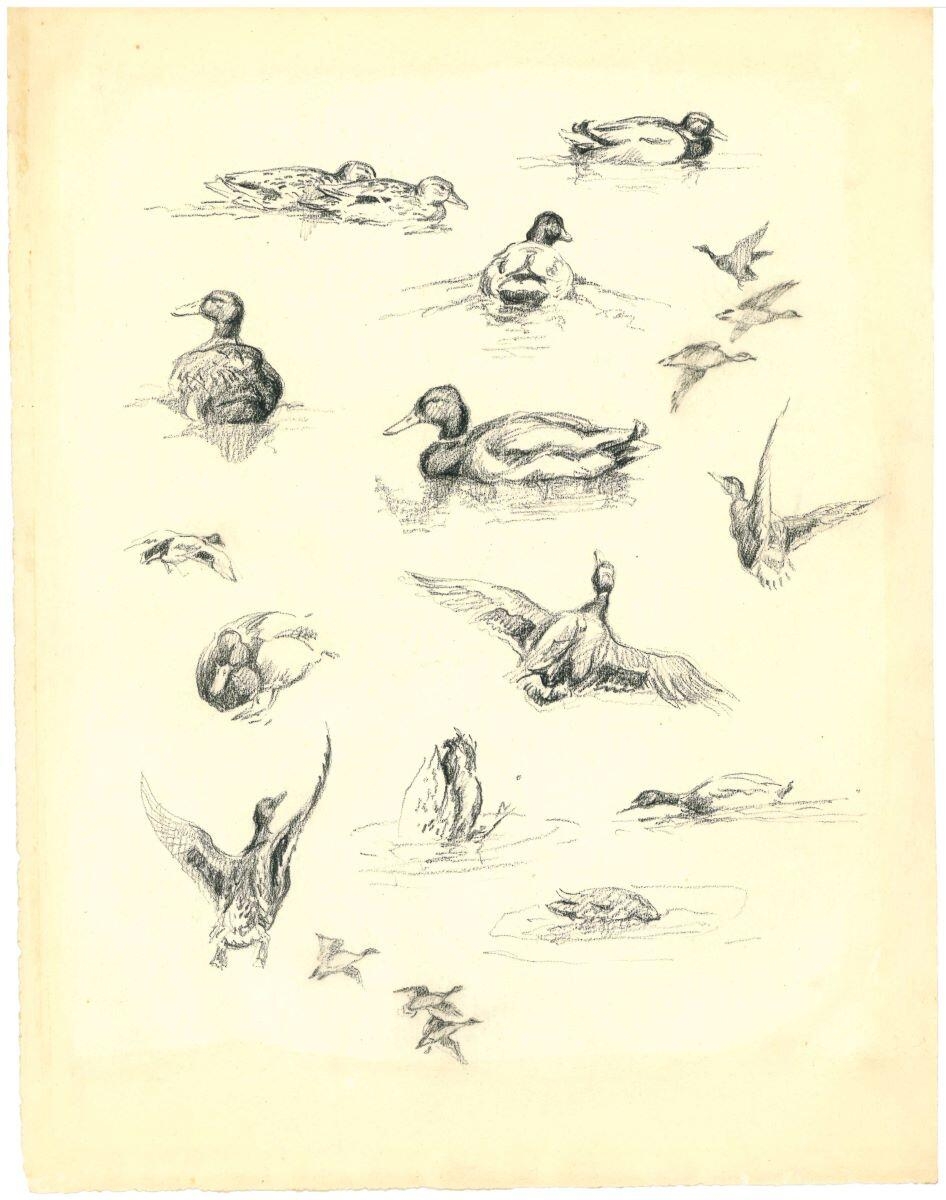 Étude de canard, Charles-Jean Hallo