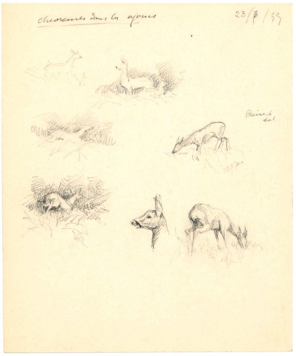 Étude de chevreuil, Charles-Jean Hallo, 1959