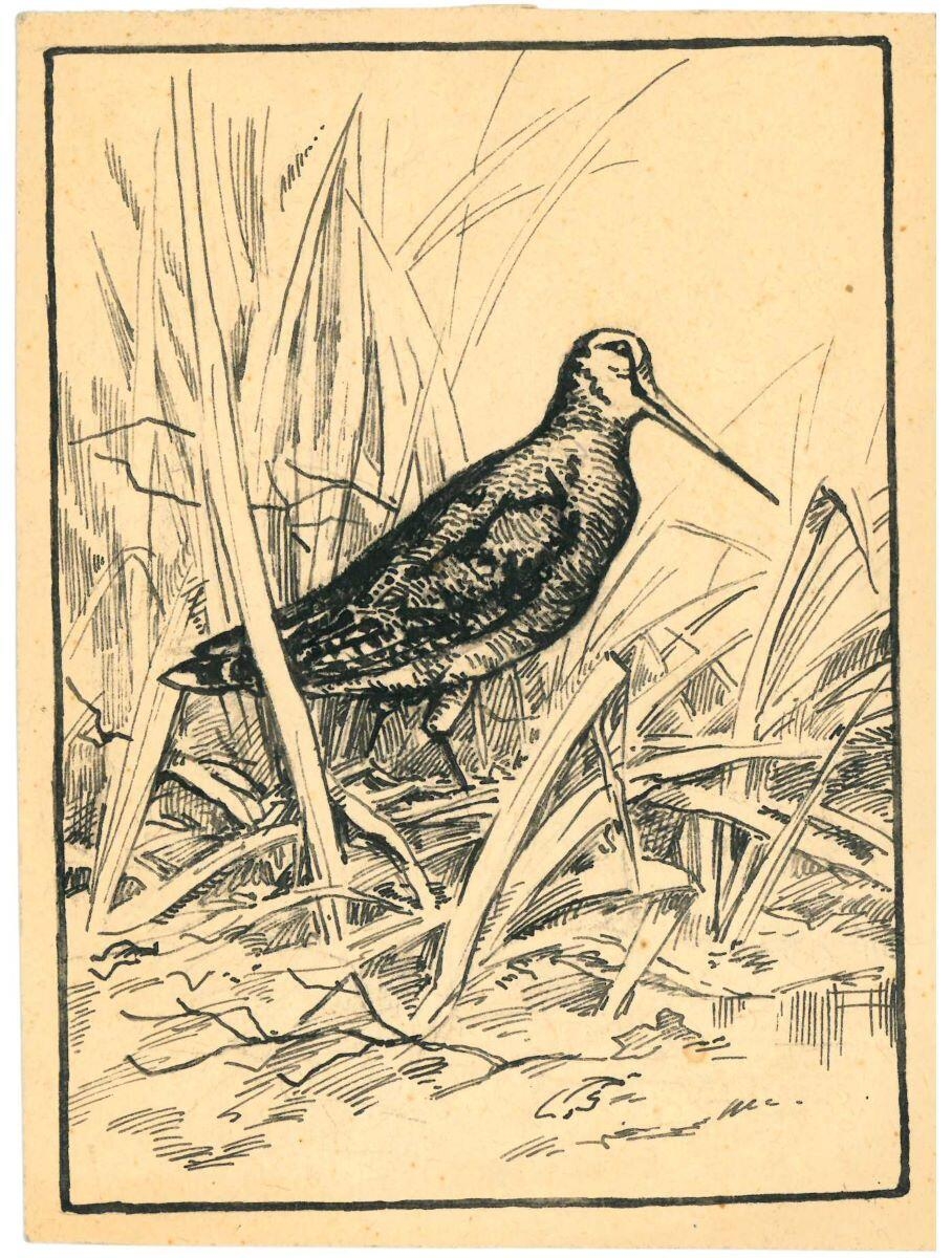 Bécasse, Charles-Jean Hallo