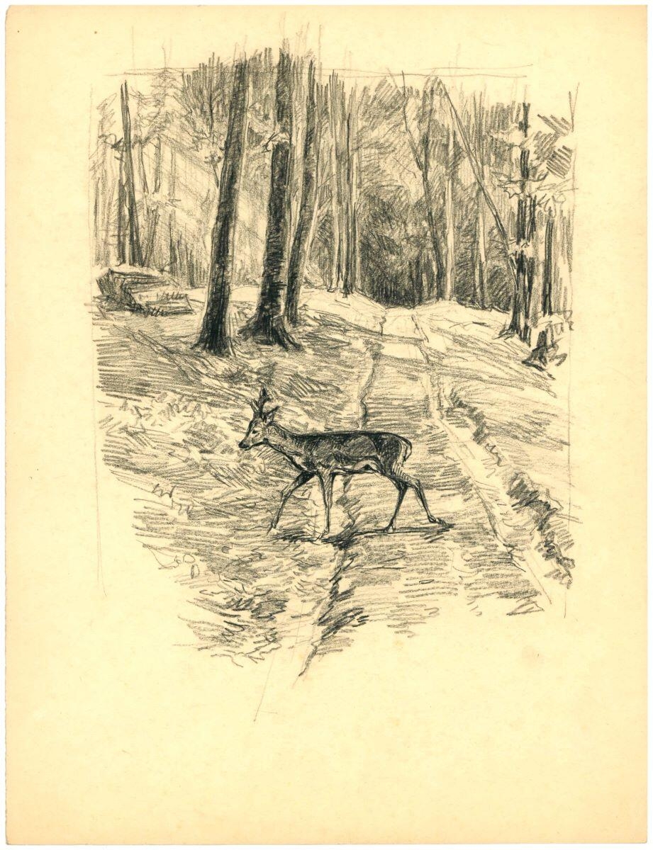Chevreuil traversant un chemin en forêt, Charles-Jean Hallo