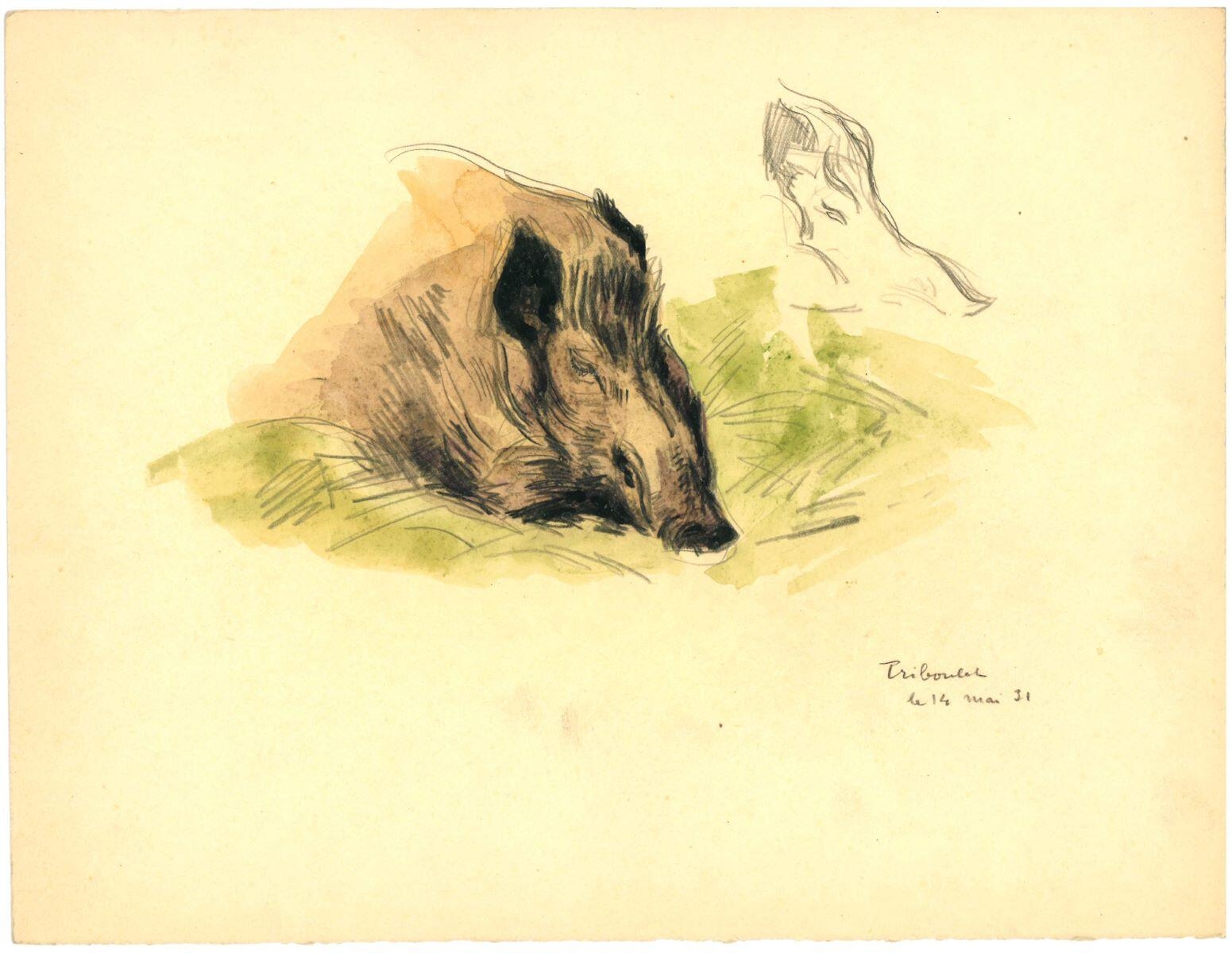 Triboulet, étude de sanglier_0