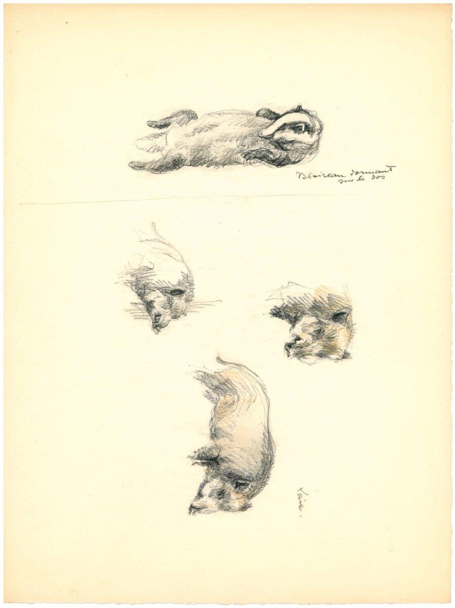 Étude de blaireau dormant sur le dos / étude de laie, Charles-Jean Hallo