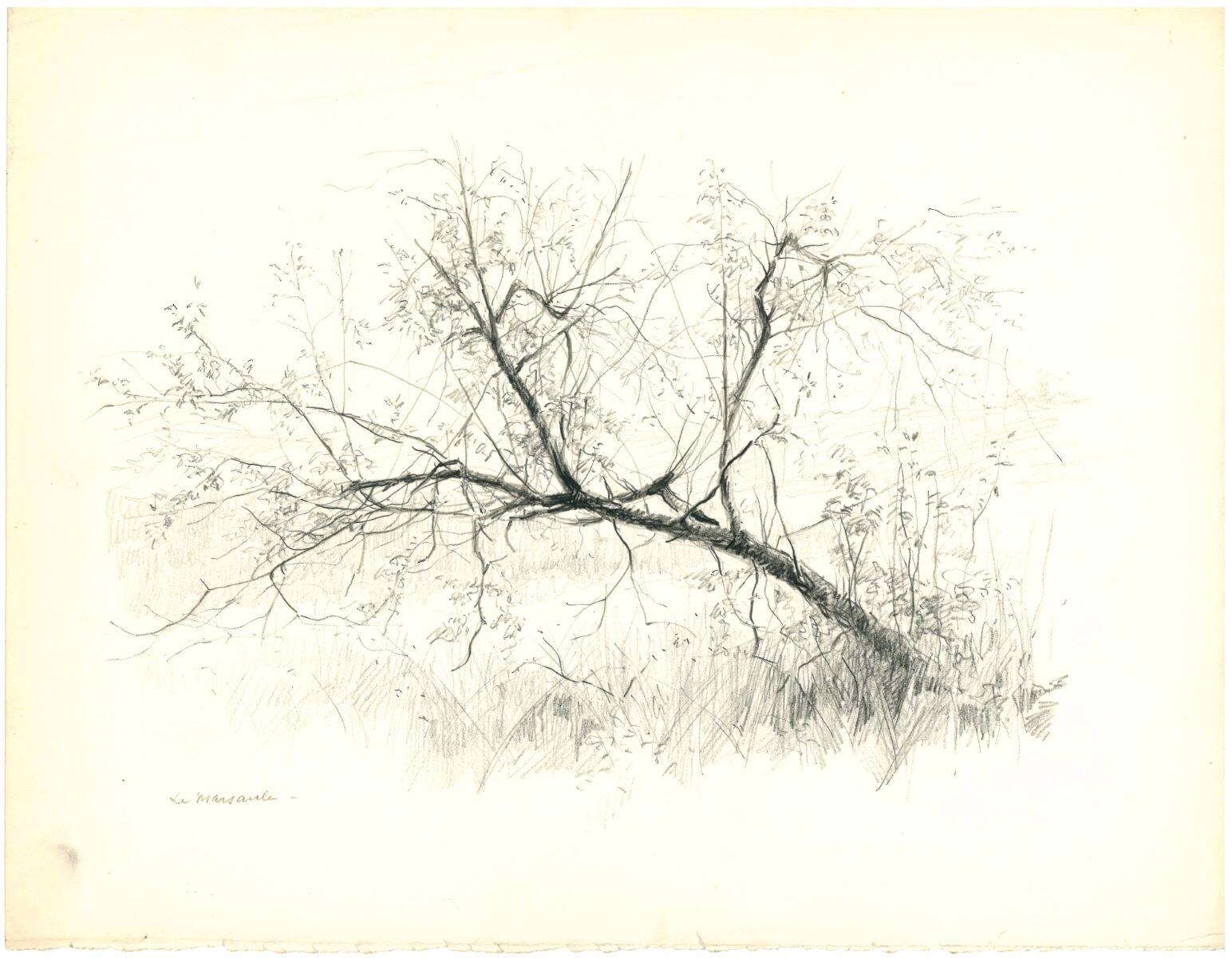 Branches, Charles-Jean Hallo