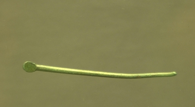 Cure-ongle (Riha Ohrlöffelche E)_0