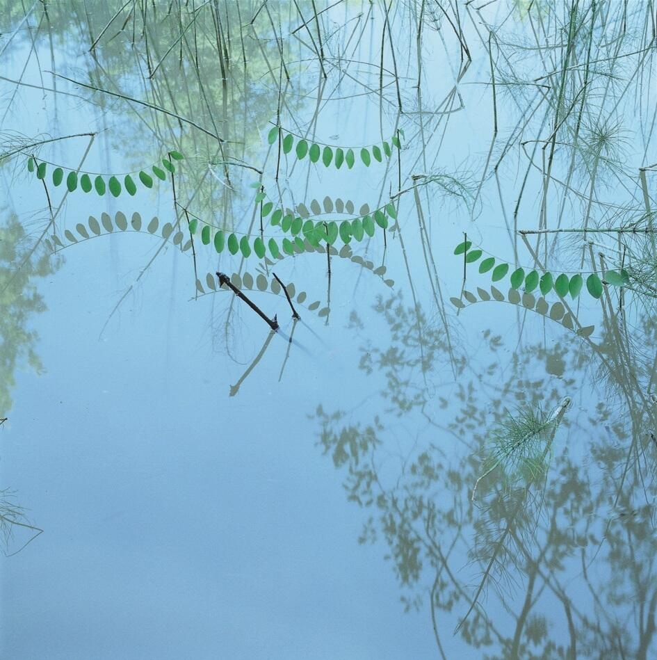 Feuille de robinier — Nils-Udo