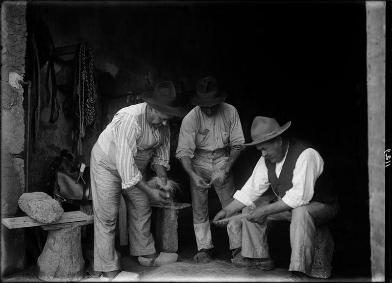 Escarpissage des crins de jument_0