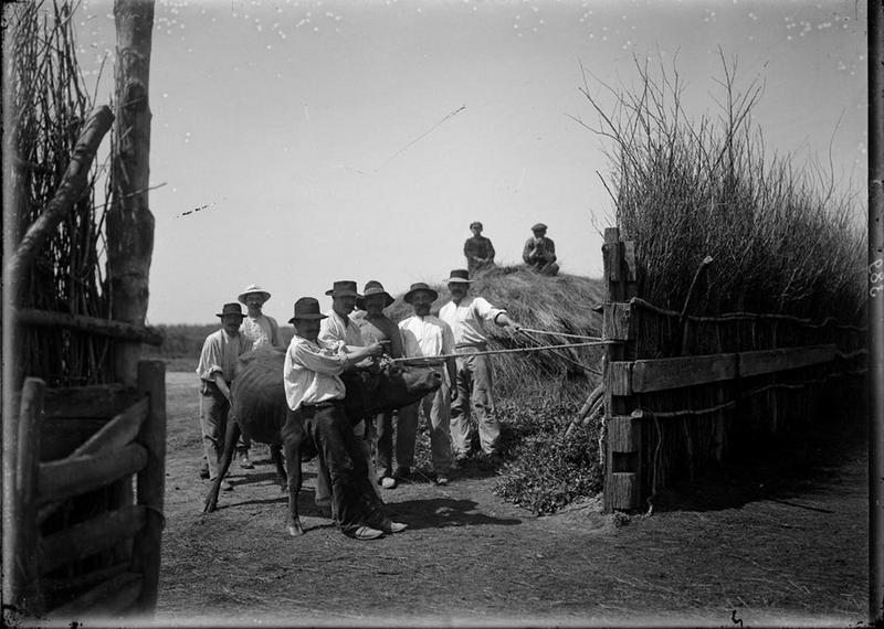 Ensounaiage d'une vache, Carle Naudot, 1900 entre,1910 et