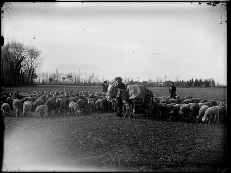 Départ pour la transhumance, Carle Naudot, 1900 entre,1914 et