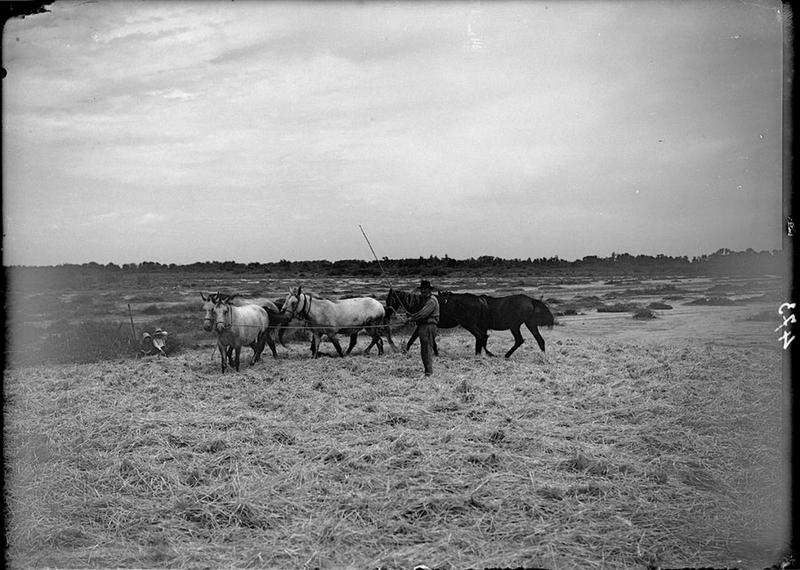 Ronde muletière_0