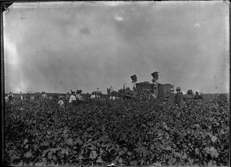Les vendanges_0