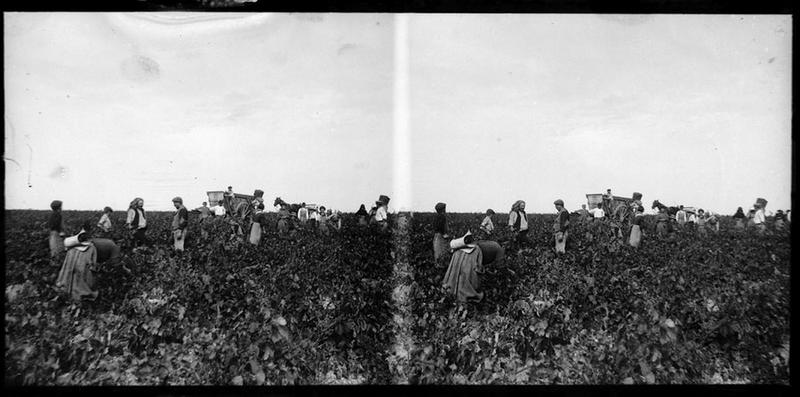 Les vendanges_0