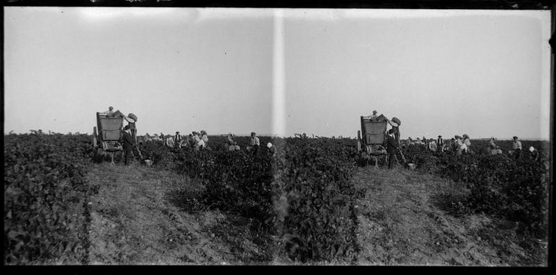 Les vendanges_0