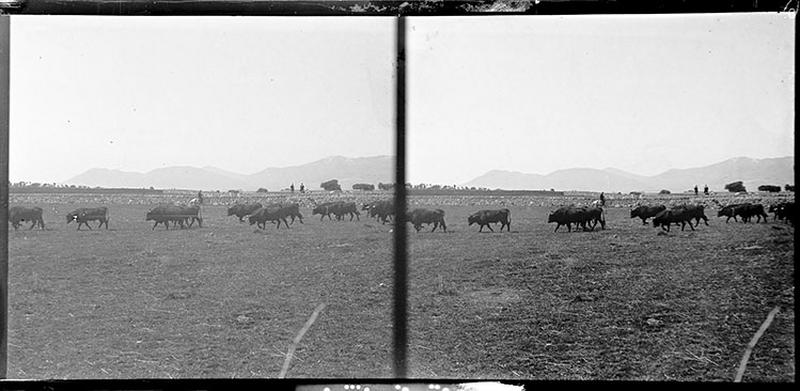 Ganadéria au campo_0