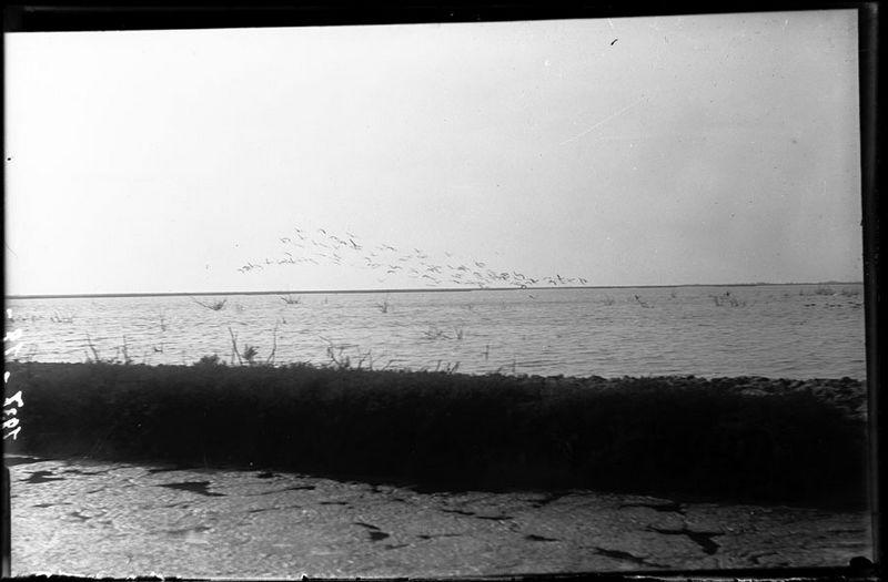 Vol de flamants_0