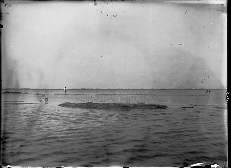 Ilot de nidification des flamants roses_0