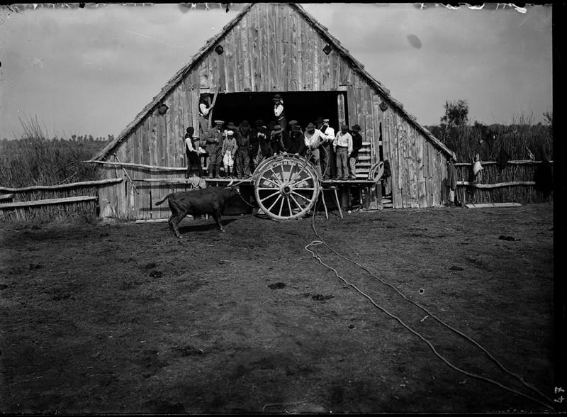 Taureau se détachant après le bistournage, Carle Naudot, 1911 vers