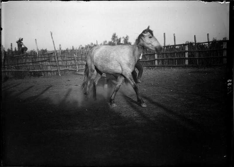 Dressage d'un ternen_0
