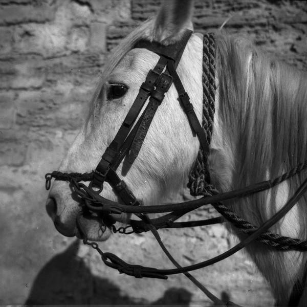 Cheval Camargue bridé_0