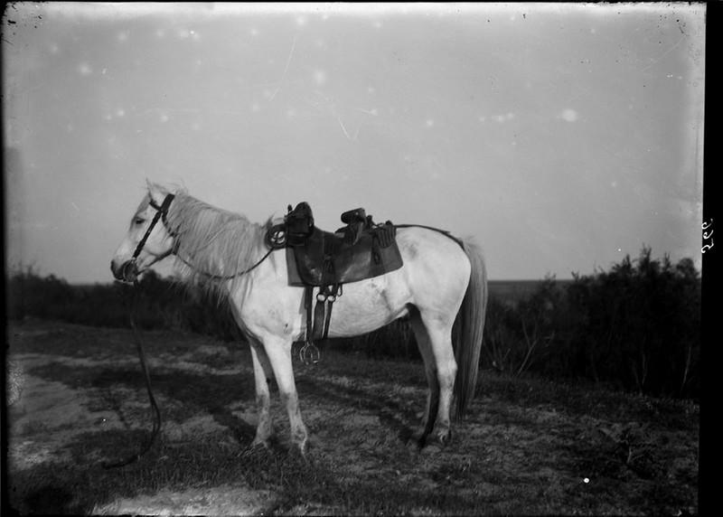 Cheval Camargue et harnachement camarguais_0