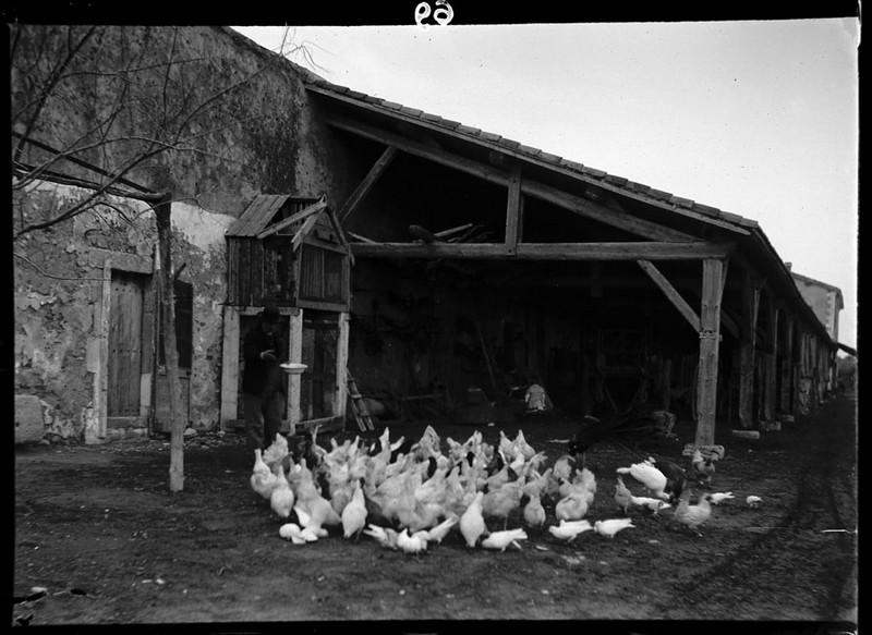Le repas des poules, Carle Naudot, 1910