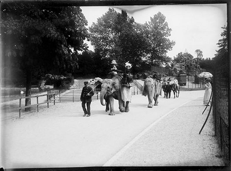 Promenade à dos d'éléphant, Gaston Bouzanquet, 1890 entre,1914 et
