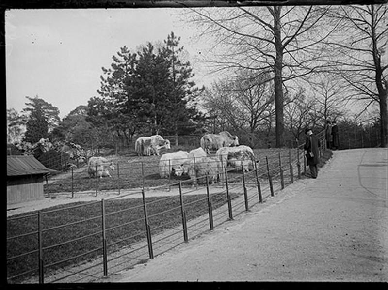 Les yacks au Jardin d'Acclimatation_0