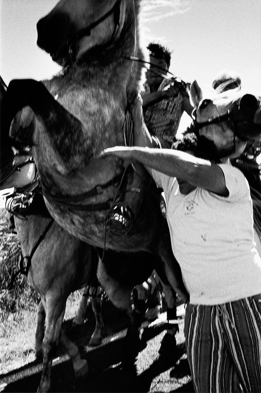 Envolée de cheval de tête d'une abrivado malmenée par un attrapaïre_0