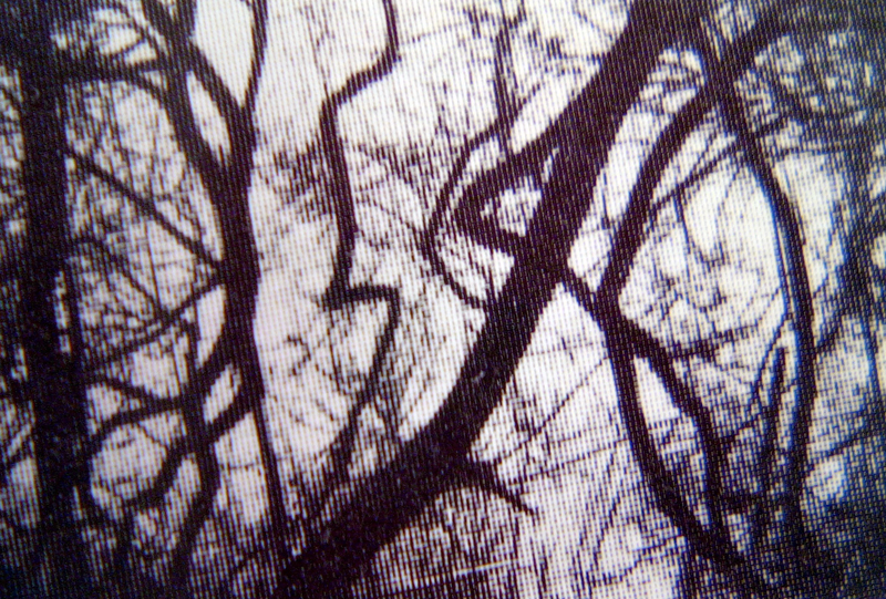 Camargue secrète, Lucien Clergue, 4e quart 20e siècle