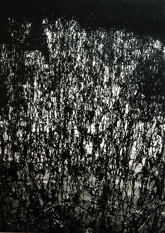 Camargue secrète, Lucien Clergue, 4e quart 20e siècle