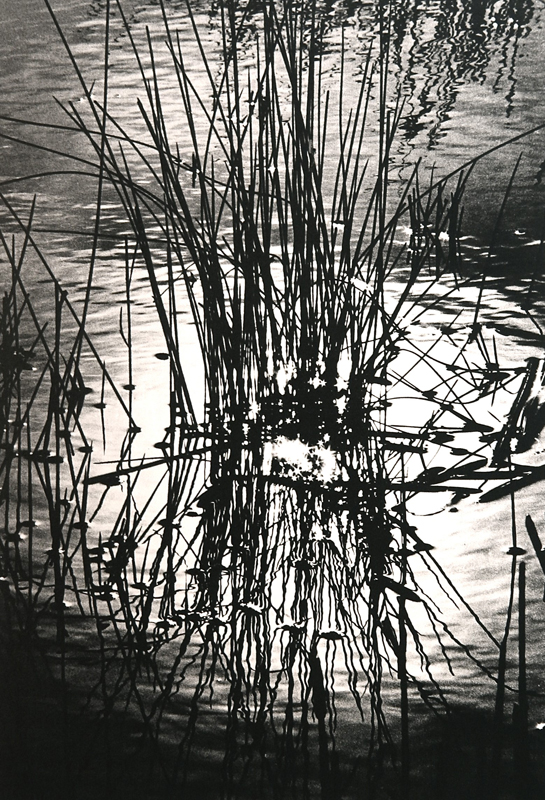 Camargue secrète, Lucien Clergue, 4e quart 20e siècle