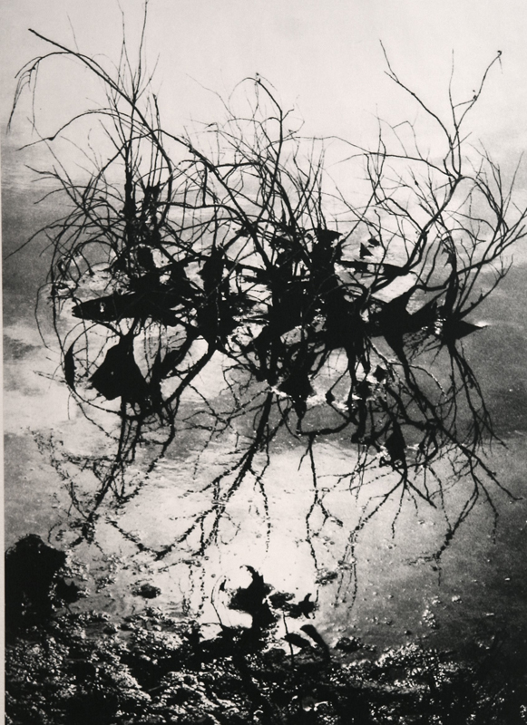 Camargue secrète, Lucien Clergue, 4e quart 20e siècle
