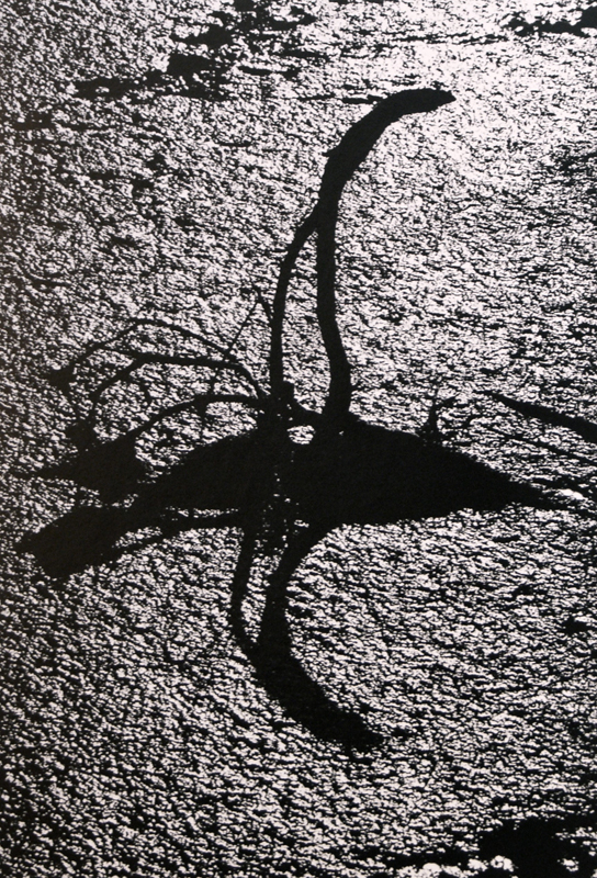Camargue secrète, Lucien Clergue, 4e quart 20e siècle