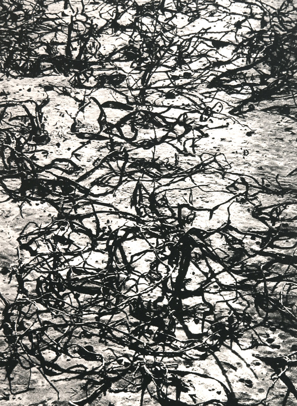 Camargue secrète, Lucien Clergue, 4e quart 20e siècle