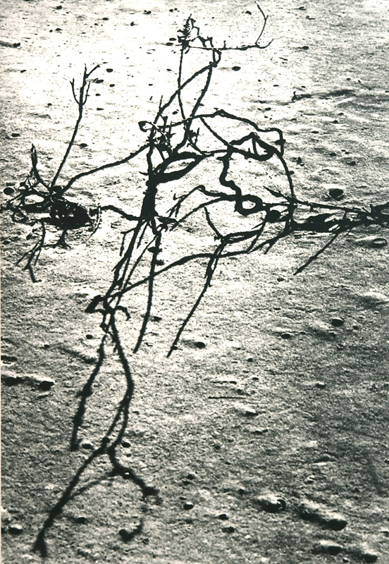 Camargue secrète, Lucien Clergue, 4e quart 20e siècle